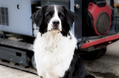 Fine (Bürohund)